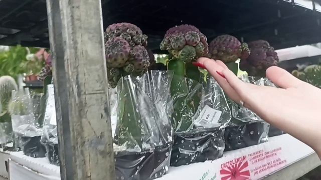 Vídeo extra para vocês: minha filha me levou numa distribuidora de plantas hoje muitas plantas смотреть онлайн