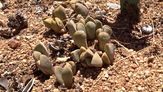 Pleiospilos bolusii (Hook. f.) N.E. Br. смотреть онлайн