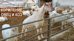 Кормление овец и коз. Фермерское хозяйство Нины Муляк