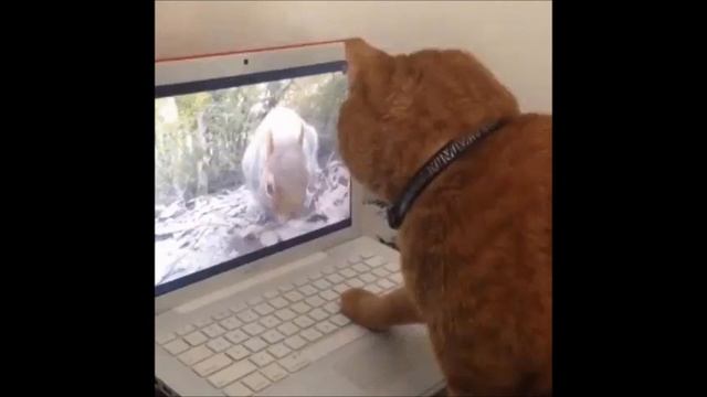 Прикольные анимашки   ещё смотреть онлайн