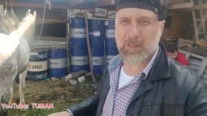 Орловский рысак,Ковка расчитска Зелим Туман,Лошади