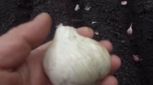 ПОСАДКА ОЗИМОГО ЧЕСНОКА. Ольга Чернова.