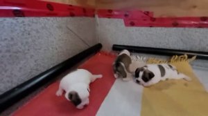 Щенки французского бульдога . 22 дня )))