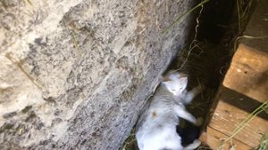 Выращивание быков,заготовка сена.