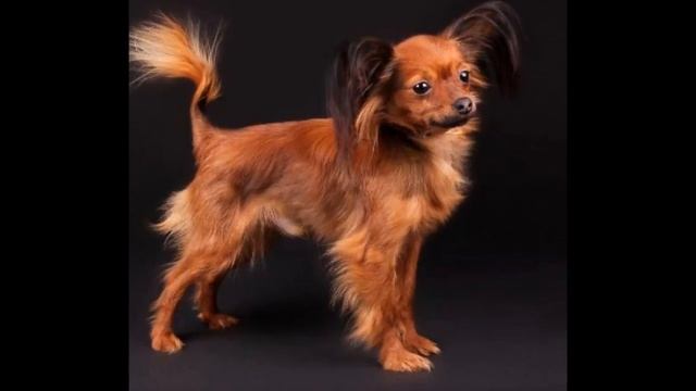 Топ 10 популярных пород собак смотреть онлайн