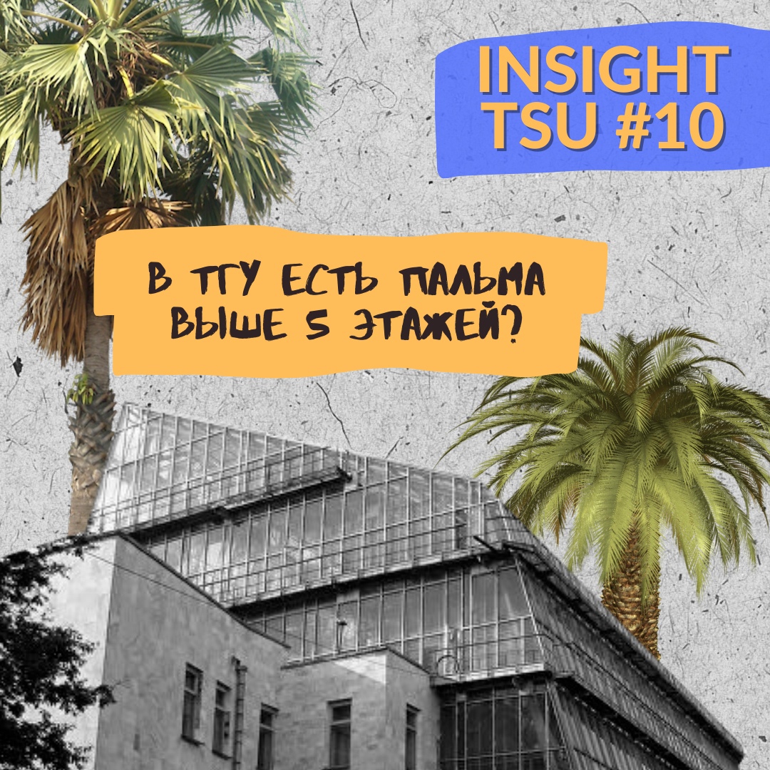 Insight TSU #10 | Пальмы