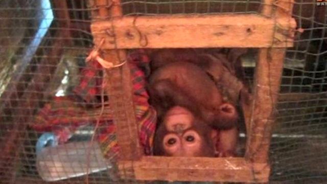 Этот малыш год был заперт в клетке! Когда медсестра взяла его на руки, то не смогла сдержать слез смотреть онлайн