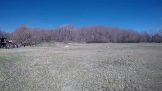 afghan hound lure coursing Utah смотреть онлайн