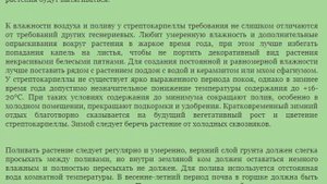 Стрептокарпелла (Streptocarpella) Красивые растения для дома и сада
