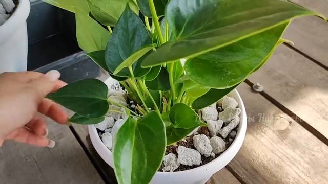 АНТУРИУМ ВЗОРВЁТСЯ от ЦВЕТЕНИЯ, Если ВЫРАЩИВАТЬ именно ТАК! Даже Чахлый Антуриум Оживет и Зацветет смотреть онлайн