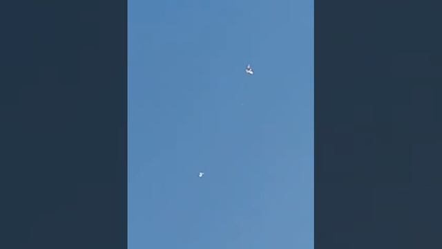 Игра широкохвостых бакинских голубей. Молдавия. Молодёжь 2020 года. смотреть онлайн