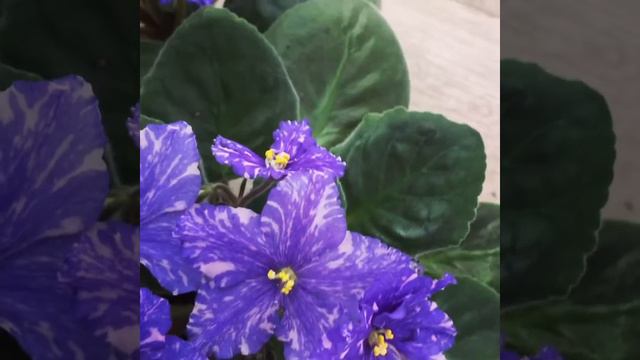 РС-Владыка смотреть онлайн