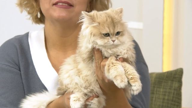 В студию пришли заводчики невских маскарадных кошек с питомцами смотреть онлайн
