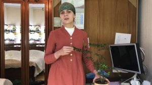 Формировка необычного мирта, попытка исправить.