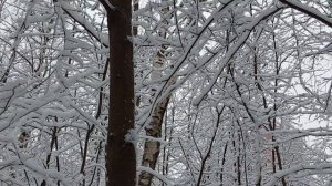 Северные канарейки в заснеженной Усадьбе Сосновка