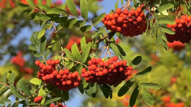 9 сентября 2022 Мученица Анфиса. Анфиса Рябинница. Приметы. смотреть онлайн