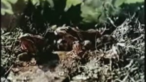 Критерии вида