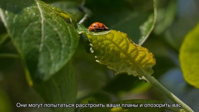 К чему снится маленькая змея? Толкование сна и его значение по сонникам Ванги и Миллера