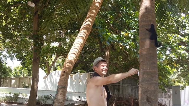 Белки пальмовые смотреть онлайн