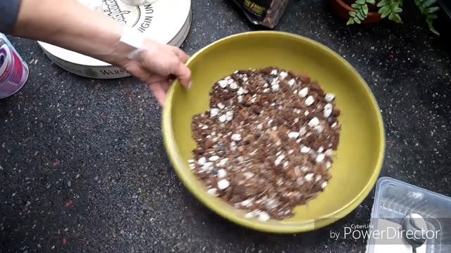 Орхидея ЦИМБИДИУМ, мои маленькие путешественники посажены. смотреть онлайн