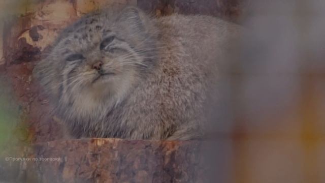 Манул Намика почувствовала, что на неё смотрят, и проснулась. Ленинградский зоопарк смотреть онлайн