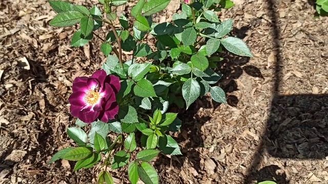 Пересорт роз в зелёных платьях! Ну и конечно Роза Сад не отстаёт. Квест продолжается друзья!!! смотреть онлайн