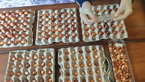 Правильное хранение луковиц тюльпанов