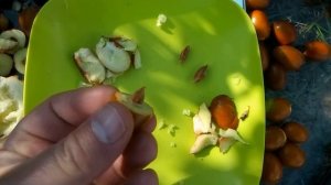 ВКУС КИТАЙСКОГО ФИНИКА. 6 СОРТОВ УНАБИ (ЗИЗИФУСА) : форма, вес, вкус