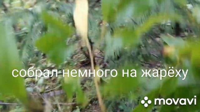 ОПЯТЬ БУРОВАЯ СКВАЖИНА #металлокоп #металлолом #копметалла #цветнойметалл #Лес #грибы