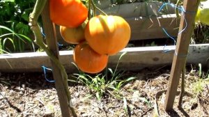 Томат Vinson Watts сердцевидный крупноплодный выдал всего 7 плодов