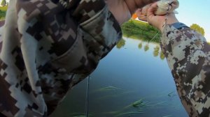 Ловля ГОЛАВЛЯ на Дону в Воронежской области. ОГРОМНЫЙ Жерех бьет прямо под ногами.