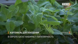 Картофель для похудения