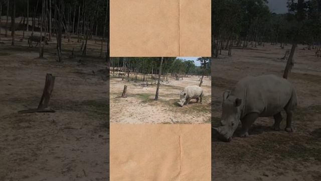 Поездка в Зоопарк на острове Фукуок Вьетнам смотреть онлайн