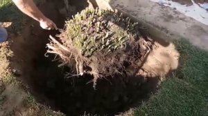 Как выкопать восемнадцатилетний куст пиона сорта А.Е. Кундред