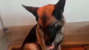 Щенки овчарки возраст 5 дней