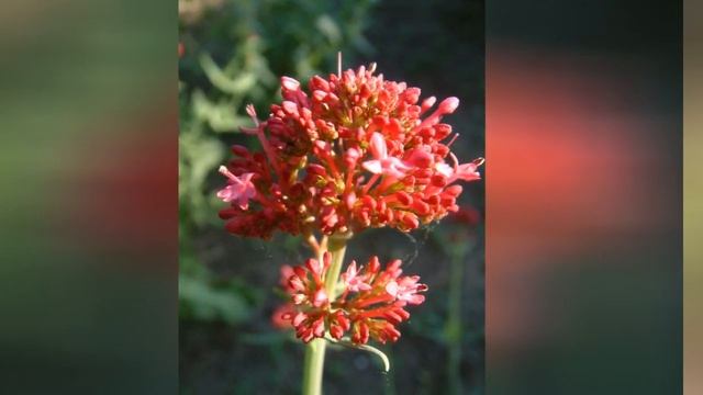 ВАЛЕРИАНА, или КЕНТРАНТУС  (CENTRANTHUS)  сем. Валериановые
