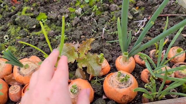 Что растет в теплице зимой. Зимняя теплица, рассада и все про зелень.