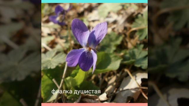 Первоцветы