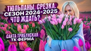 ТЮЛЬПАНЫ. СРЕЗКА. ЧТО ЖДАТЬ В НОВОМ СЕЗОНЕ 2024/2025