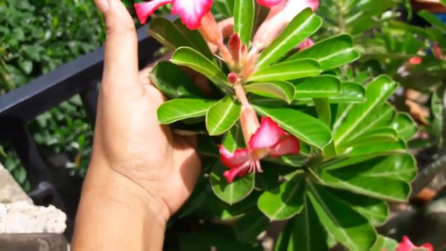 # Monsoon / Monsoon season care of plants...10.8.2019 смотреть онлайн