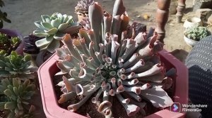 Echeveria Trumpet Pink