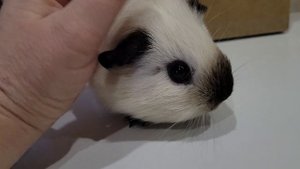 Морская свинка Калифорния