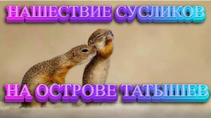 НАШЕСТВИЕ СУСЛИКОВ НА ОСТРОВЕ ТАТЫШЕВ