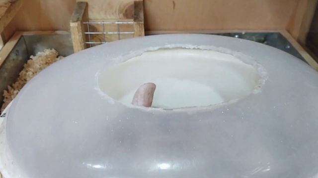 Интересные факты о шиншиллах ?