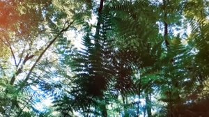 М. Зощенко. Романтическая история. Короткие аудио рассказы, слушать онлайн