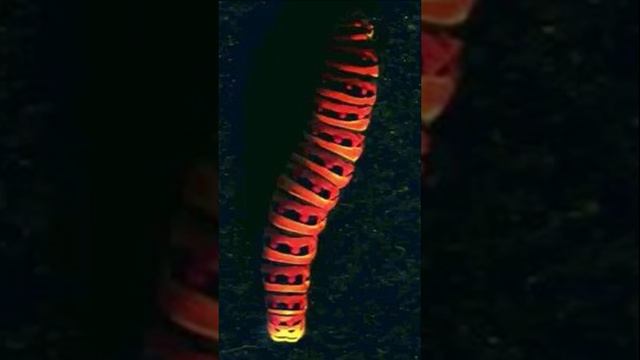 ФАКТ 64 #питомцы #животные #мир смотреть онлайн