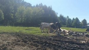 хозяин на покосе, а я на хозяйстве