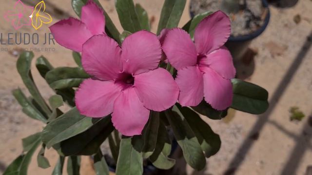 ADENIUM SWAZICUM