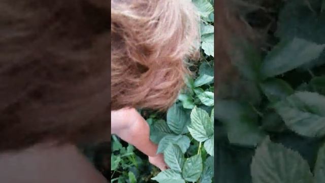 Ежевика Блэк Сатин смотреть онлайн