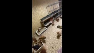 Отзыв по применению бактерий для подстилки "Санвит-К"